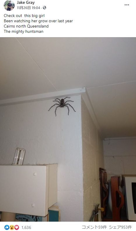 男性が家で見守り続けたクモの シャーロット 1年後驚きの大きさに 豪 ニコニコニュース