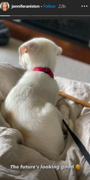 ジェニファーの愛犬“チェスターフィールド卿”（画像は『Jennifer Aniston　2020年11月8日付Instagram』のスクリーンショット）