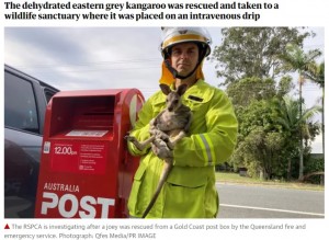 【海外発！Breaking News】郵便ポストの中に赤ちゃんカンガルーが見つかる　熱中症寸前で救出（豪）