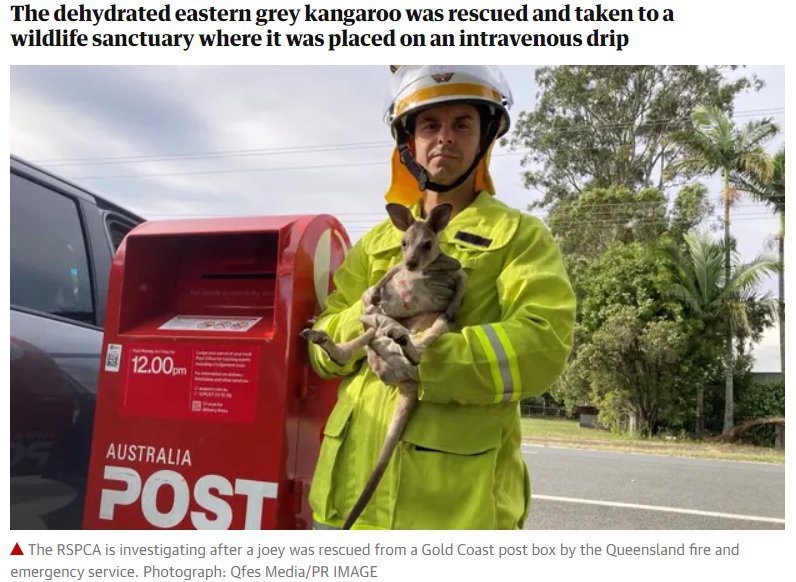 救出された赤ちゃんカンガルーは脱水症状を起こしていた（画像は『The Guardian　2020年11月13日付「RSPCA investigates animal cruelty after joey stuffed into Queensland post box」（Photograph: Qfes Media/PR IMAGE）』のスクリーンショット）