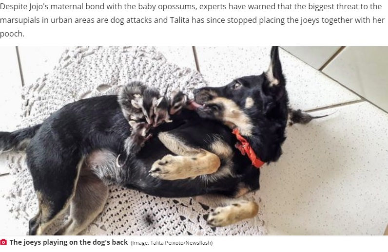 母親代わりになった犬（画像は『Daily Star　2020年10月29日付「Dog adopts seven baby opossums after their parents tragically die in forest fires」（Image: Talita Peixoto/Newsflash）』のスクリーンショット）