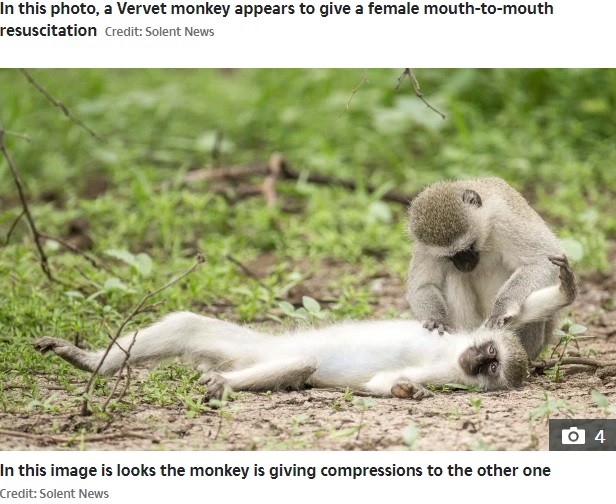 木から落ちたメスに近寄るオスザル（画像は『The Sun　2020年11月10日付「MONKEY BUSINESS Monkey appears to give mouth-to-mouth resuscitation to stricken female - but it’s just a grooming ritual」（Credit: Solent News）』のスクリーンショット）