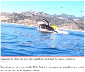 【海外発！Breaking News】ホエールウォッチングで女性2人がカヤックごとクジラの口の中に　衝撃に言葉を失う人々（米）＜動画あり＞