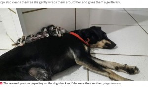 ジョジョの背中にしがみつくオポッサム（画像は『Daily Star　2020年10月29日付「Dog adopts seven baby opossums after their parents tragically die in forest fires」（Image: Newsflash）』のスクリーンショット）