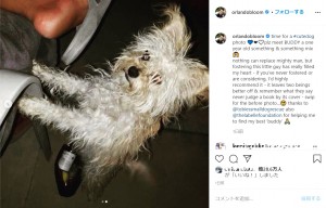 1歳の雑種犬バディくん（画像は『Orlando Bloom　2020年11月10日付Instagram「time for a ＃cutedog photo」』のスクリーンショット）