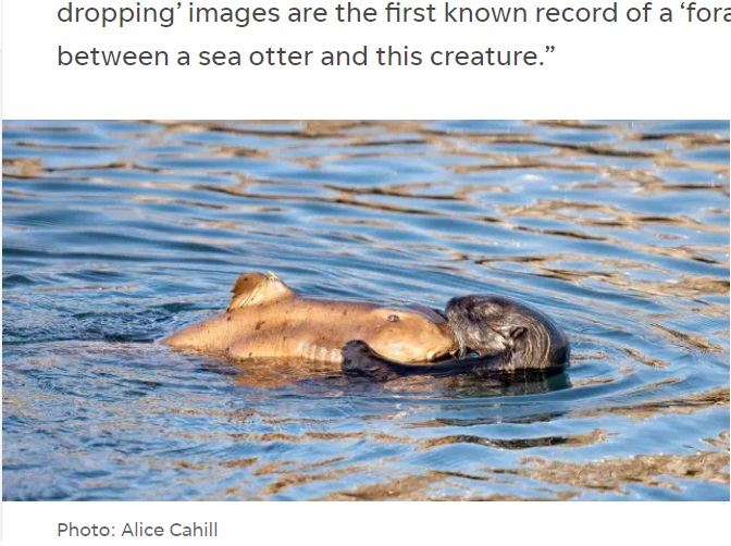 自分の身体よりも大きなネコザメを抱えるカリフォルニアラッコ（画像は『USA Today FTW　2020年11月17日付「Sea otter catches shark in extremely rare species interaction」（Photo: Alice Cahill）』のスクリーンショット）