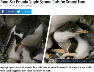 【海外発！Breaking News】オス同士のペンギンカップルが“里親”として卵の孵化に成功　2度目の父親に（豪）