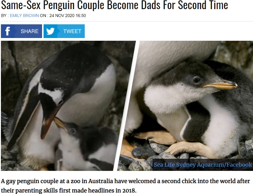 オスの同性ペンギンカップルによって孵化に成功したヒナ（画像は『UNILAD　2020年11月24日付「Same-Sex Penguin Couple Become Dads For Second Time」（Sea Life Sydney Aquarium/Facebook）』のスクリーンショット）