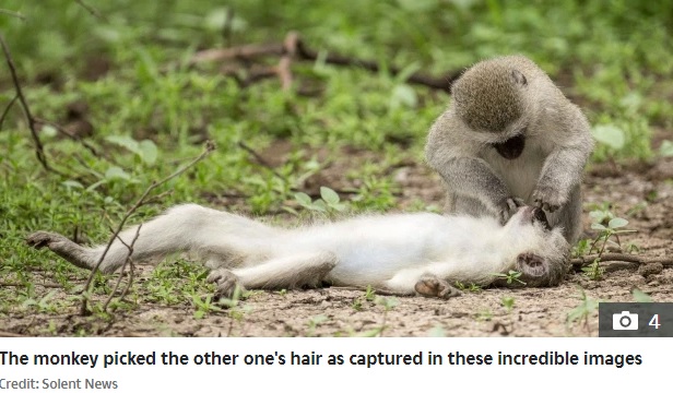 毛づくろいにより不安が和らぐという（画像は『The Sun　2020年11月10日付「MONKEY BUSINESS Monkey appears to give mouth-to-mouth resuscitation to stricken female - but it’s just a grooming ritual」（Credit: Solent News）』のスクリーンショット）