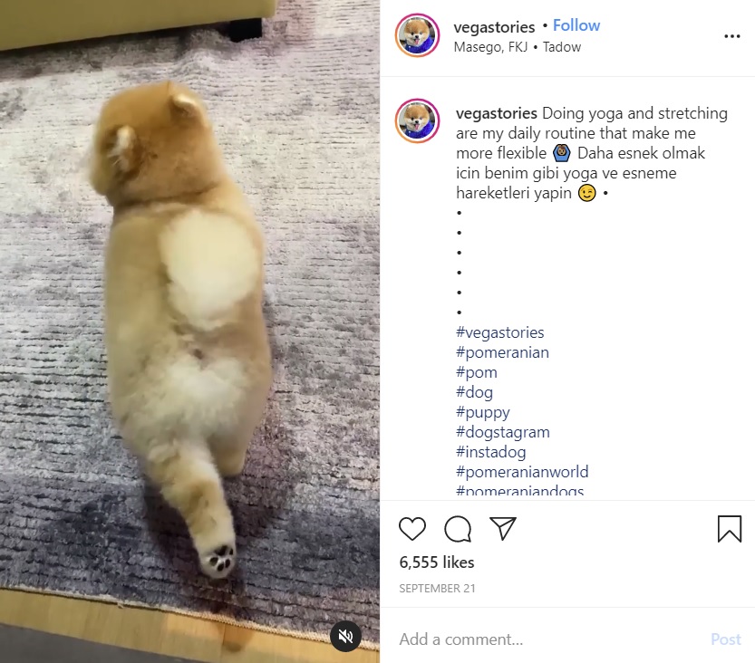 後ろ足が可愛いヴェガス（画像は『Vegas The Pomeranian　2020年9月21日付Instagram「Doing yoga and stretching are my daily routine that make me more flexible 」』のスクリーンショット）