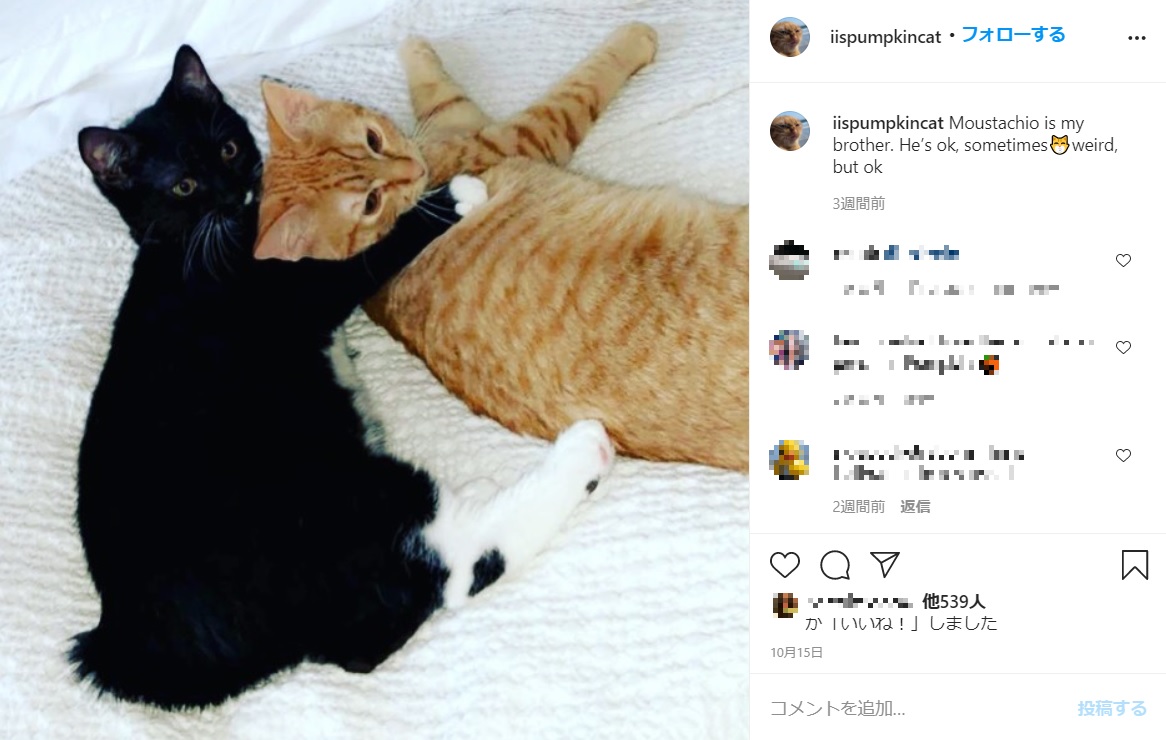 黒や白色のきょうだいの中で唯一オレンジ色の毛並みだったパンプキン（画像は『PumpKin the Cat　2020年10月15日付Instagram「Moustachio is my brother.」』のスクリーンショット）