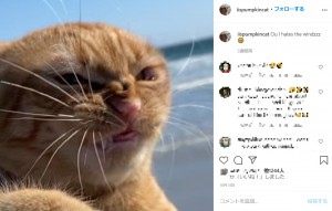 強風が吹く間は終始この顔だったパンプキン（画像は『PumpKin the Cat　2020年10月14日付Instagram「Ou I hates the windzzz」』のスクリーンショット）