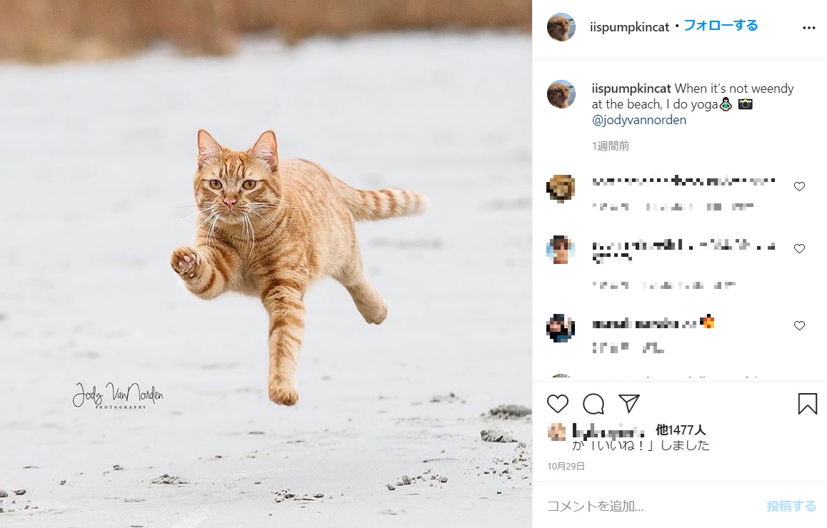 小脳形成不全の影響でぎこちなく歩くパンプキン（画像は『PumpKin the Cat　2020年10月29日付Instagram「When it’s not weendy at the beach, I do yoga」』のスクリーンショット）