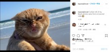 【海外発！Breaking News】「しょっぱいニャン！」初めてビーチを訪れた猫　強い潮風に“イカ耳”で「超絶不満顔」になる（カナダ）