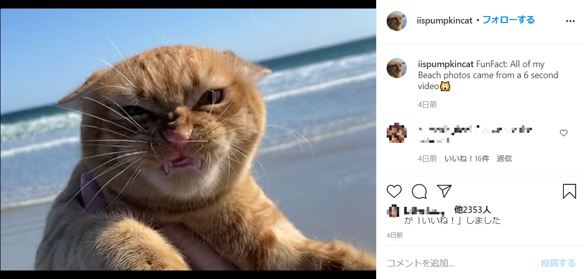 強風により超不満顔を見せた猫（画像は『PumpKin the Cat　2020年11月3日付Instagram「FunFact: All of my Beach photos came from a 6 second video」』のスクリーンショット）