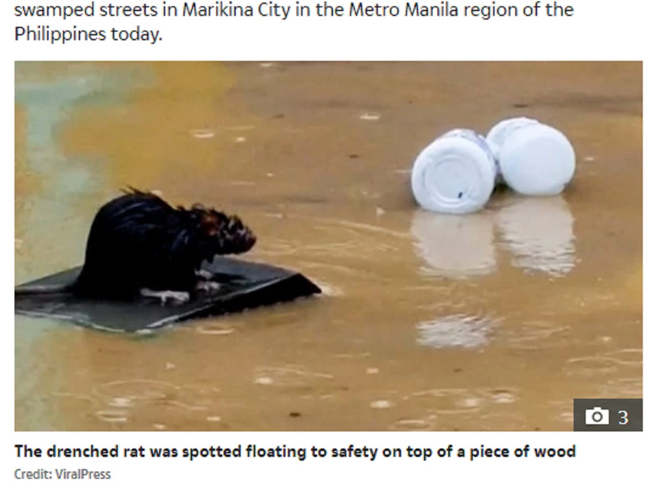 微動だにせず濁流を流れていったネズミ（画像は『The Sun　2020年11月17日付「RATA-TO-FLEE Brilliant moment rat SURFS to freedom on piece of wood as Typhoon Vamco devastates the Philippines」（Credit: ViralPress）』のスクリーンショット）