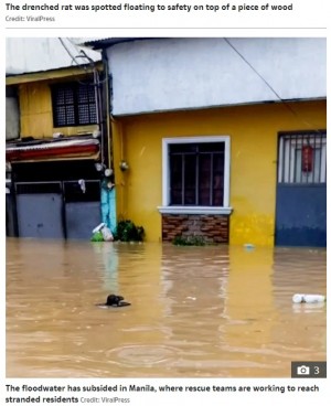 【海外発！Breaking News】台風で浸水した街中の濁流を、木の板に乗り進むネズミ「全ての生き物が助かりたいと願っている」（フィリピン）