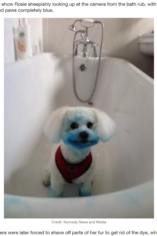真っ青な顔で満足そうな犬（画像は『LADbible　2020年11月15日付「Dog Dyes Herself Bright Blue After Finding Ink Cartridge In The Bin」（Credit: Kennedy News and Media）』のスクリーンショット）