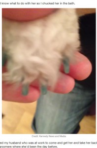ロージーの爪も真っ青に（画像は『LADbible　2020年11月15日付「Dog Dyes Herself Bright Blue After Finding Ink Cartridge In The Bin」（Credit: Kennedy News and Media）』のスクリーンショット）