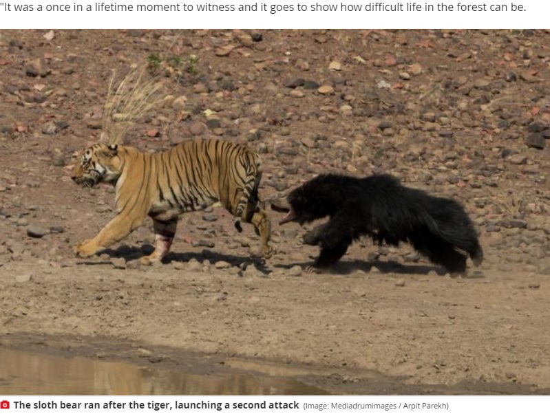 ナマケグマに追われるベンガルトラ（画像は『Mirror　2020年11月25日付「Astonishing moment huge tiger launches attack on world’s ‘deadliest bear’」（Image: Mediadrumimages / Arpit Parekh）』のスクリーンショット）