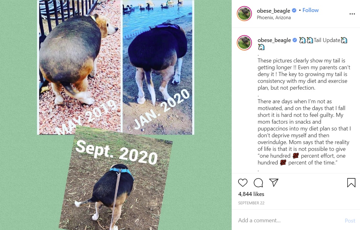 昨年5月から今年9月までの後ろ姿（画像は『Wolfgang　2020年9月22日付Instagram「Tail Update」』のスクリーンショット）