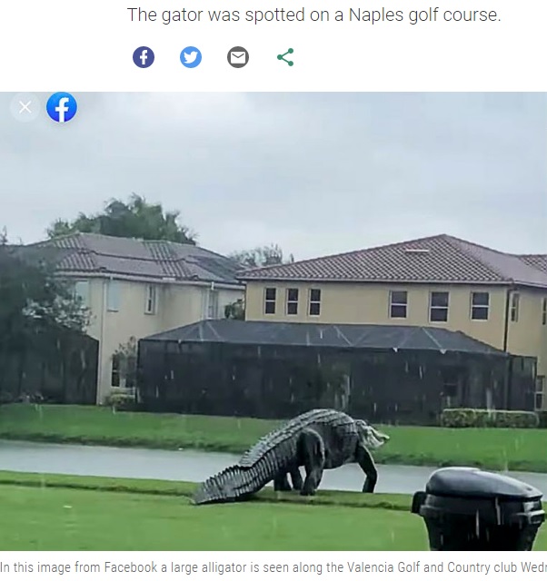 あまりの大きさに「本物？」の声も（画像は『Tampa Bay Times　2020年11月12日付「Huge alligator spotted on Florida golf course during Eta」（Facebook）』のスクリーンショット）