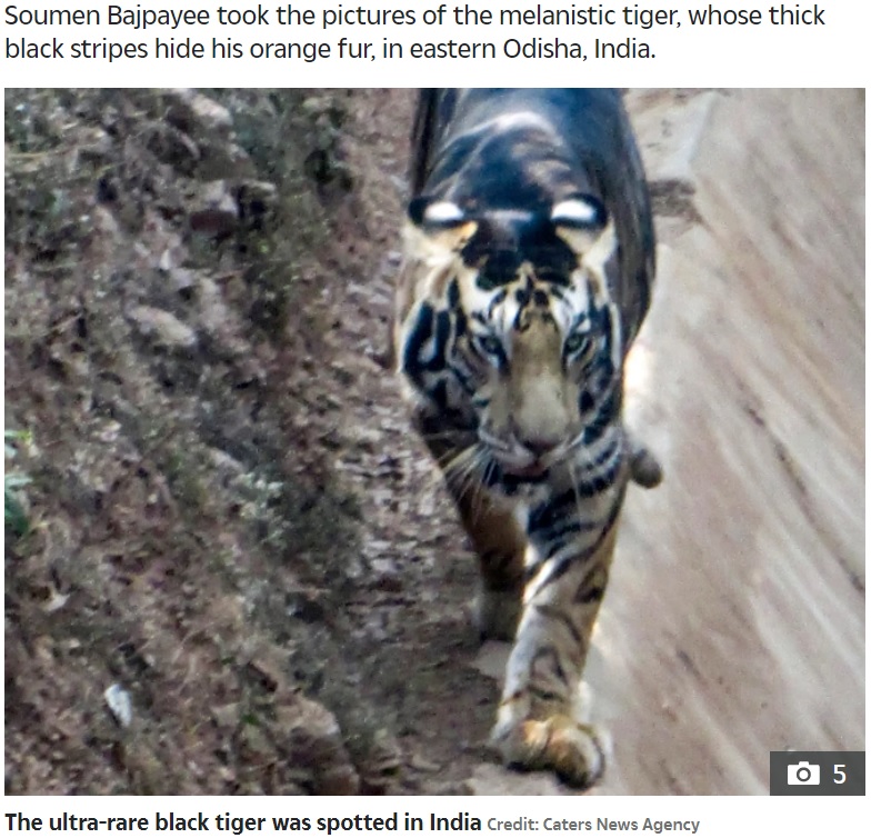 黒い毛に覆われた虎“ブラックタイガー”と奇跡的に遭遇（画像は『The Sun　2020年11月4日付「STRIPE OF LUCK Rare black tiger caught on camera by lucky photographer as just SIX now known to exist in the wild」（Credit: Caters News Agency）』のスクリーンショット）