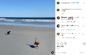 風が吹く前はビーチを歩き回り楽しんでいた2匹（画像は『PumpKin the Cat　2020年11月3日付Instagram「From my first beach trip」』のスクリーンショット）