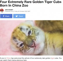 【海外発！Breaking News】非常に珍しい黄金の虎「ゴールデンタビータイガー」の四つ子が誕生（中国）