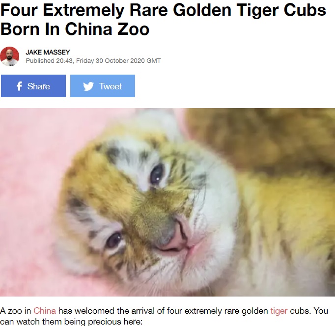 非常に珍しいゴールデンタビータイガーの赤ちゃん（画像は『LADbible　2020年10月30日付「Four Extremely Rare Golden Tiger Cubs Born In China Zoo」（Credit: Taihu Lake Longemont Paradise）』のスクリーンショット）