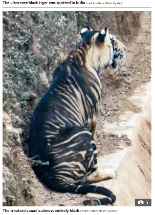 その場に座り込むブラックタイガー（画像は『The Sun　2020年11月4日付「STRIPE OF LUCK Rare black tiger caught on camera by lucky photographer as just SIX now known to exist in the wild」（Credit: Caters News Agency）』のスクリーンショット）