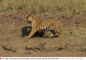 ベンガルトラに押さえつけられるナマケグマ（画像は『Mirror　2020年11月25日付「Astonishing moment huge tiger launches attack on world’s ‘deadliest bear’」（Image: Mediadrumimages / Arpit Parekh）』のスクリーンショット）