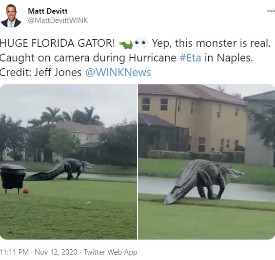 Twitterに投稿された巨大ワニ（画像は『Matt Devitt　2020年11月12日付Twitter「HUGE FLORIDA GATOR!」』のスクリーンショット）