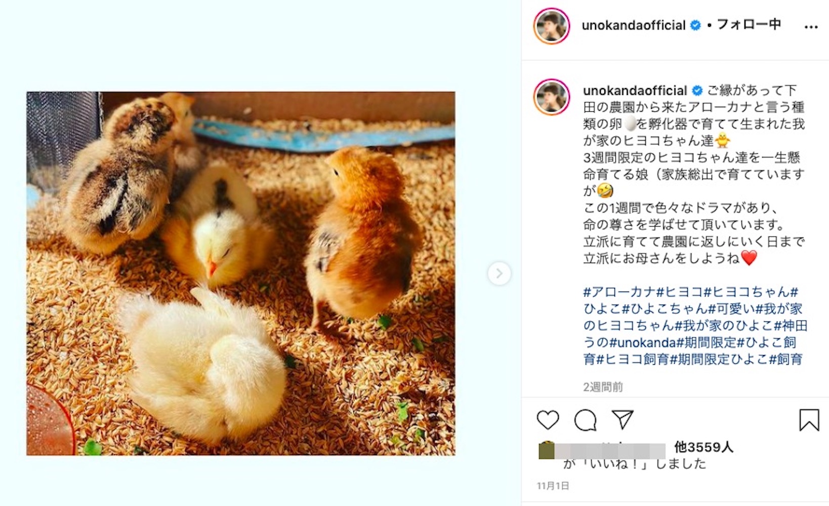 3週間限定で飼育したヒヨコ達（画像は『Uno Kanda　2020年11月1日付Instagram「ご縁があって下田の農園から来たアローカナと言う種類の卵を孵化器で育てて生まれた我が家のヒヨコちゃん達」』のスクリーンショット）