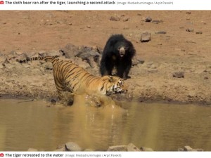 水辺に追いやられるベンガルトラ（画像は『Mirror　2020年11月25日付「Astonishing moment huge tiger launches attack on world’s ‘deadliest bear’」（Image: Mediadrumimages / Arpit Parekh）』のスクリーンショット）