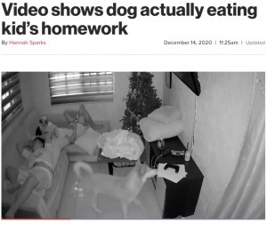 【海外発！Breaking News】宿題を終えて眠りについた少年、飼い犬2頭が引っ張り合って紙くずに（フィリピン）