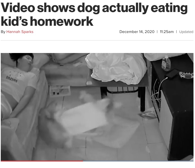 少年たちが終わらせた宿題を引っ張り合う2頭の犬（画像は『New York Post　2020年12月14日付「Video shows dog actually eating kid’s homework」（Newsflare）』のスクリーンショット）