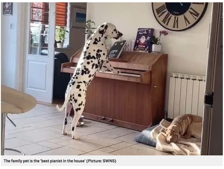 「最高のピアニスト」と家族も称賛するデクスター（画像は『Metro　2020年12月3日付「Dalmatian caught by owners playing piano and singing along」（Picture: SWNS）』のスクリーンショット）