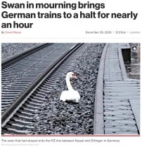 【海外発！Breaking News】線路で死んだパートナーのそばを離れない白鳥、列車が1時間運行停止に（独）