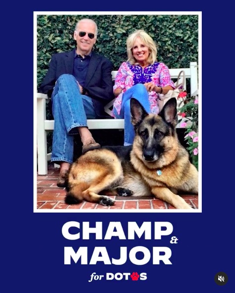 もう1匹のジャーマン・シェパード“チャンプ”（画像は『Joe Biden　2020年10月31日付Instagram「These dogs are here for some paw-sitive encouragement as we get closer to election day.」』のスクリーンショット）
