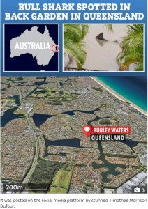 海につながる運河に囲まれたバーリー・ウォーターズのエリア（画像は『The Sun　2020年12月18日付「SHARKNADO SHOCKER Massive bull shark spotted prowling in Aussie man’s GARDEN after flash flooding swamps town」』のスクリーンショット）