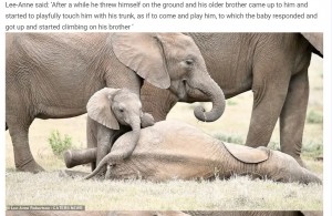 子ゾウも心から楽しんでいる様子（画像は『WhatsNew2Day　2020年12月17日付「Baby elephant appears to be rolling on the floor with laughter while his big brother tickles his belly」（Lee-Anne Robertson / CATERS NEWS）』のスクリーンショット）