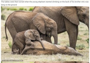兄の上に登って遊ぶ子ゾウ（画像は『WhatsNew2Day　2020年12月17日付「Baby elephant appears to be rolling on the floor with laughter while his big brother tickles his belly」（Lee-Anne Robertson / CATERS NEWS）』のスクリーンショット）