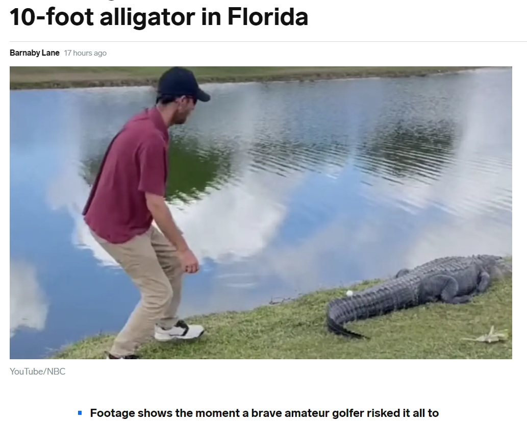 ゆっくりとアリゲーターに近づくゴルファー（画像は『Insider　2020年12月17日付「A brave golfer risked it all to retrieve his ball from the tail of a 10-foot alligator in Florida」（YouTube/NBC）』のスクリーンショット）