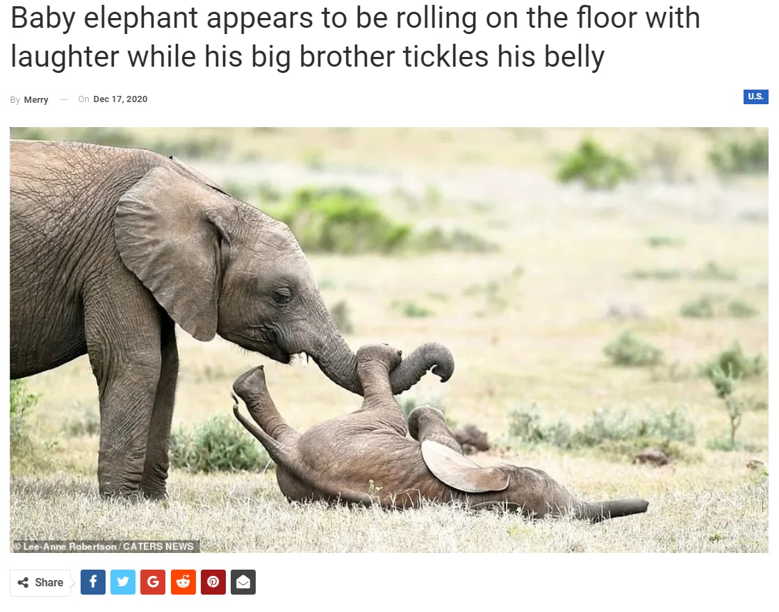 兄が遊んでくれて大喜びの子ゾウ（画像は『WhatsNew2Day　2020年12月17日付「Baby elephant appears to be rolling on the floor with laughter while his big brother tickles his belly」（Lee-Anne Robertson / CATERS NEWS）』のスクリーンショット）
