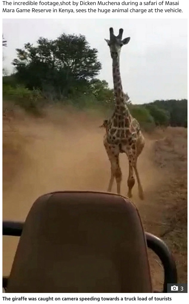 観光客の乗ったトラックめがけて猛突進するキリン（画像は『The Sun　2020年12月15日付「HIGH ＆ MIGHTY Angry giraffe charges truck loaded with tourists on safari as driver swerves out of its path in terrifying chase」（Credit: Dicken Muchena）』のスクリーンショット）