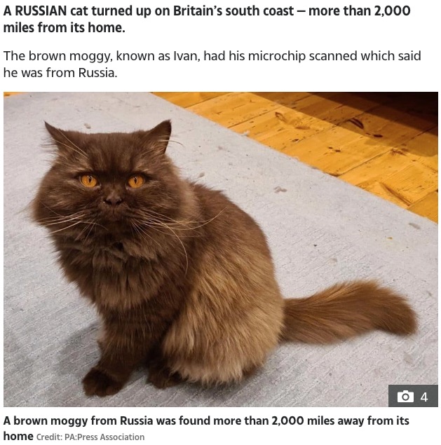 ロシアの猫がイギリスに辿り着く（画像は『The Sun　2020年12月13日付「LONG WAY FROM HOME Russian cat travels over 2,000 miles ＆ turns up on Britain’s south coast」（Credit: PA:Press Association）』のスクリーンショット）