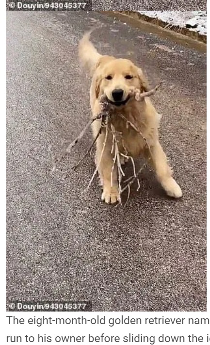 口にたくさんの木の枝をくわえて飼い主に届けようとする犬（画像は『WhatsNew2Day　2020年12月16日付「Excited golden retriever keeps slipping on ice road to ‘give his owner a tree branch’」（Douyin/943045377）』のスクリーンショット）