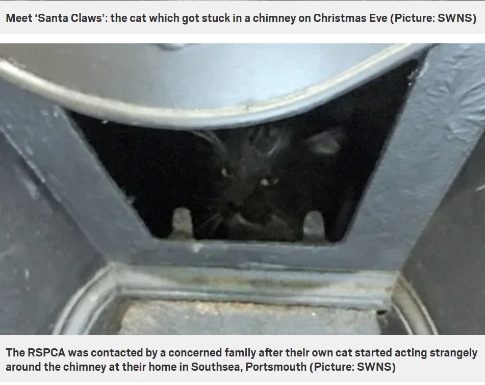 不機嫌そうな顔でカメラを見つめる猫（画像は『Metro　2020年12月25日付「Cat rescued after getting stuck in a chimney on Christmas Eve」（Picture: SWNS）』のスクリーンショット）