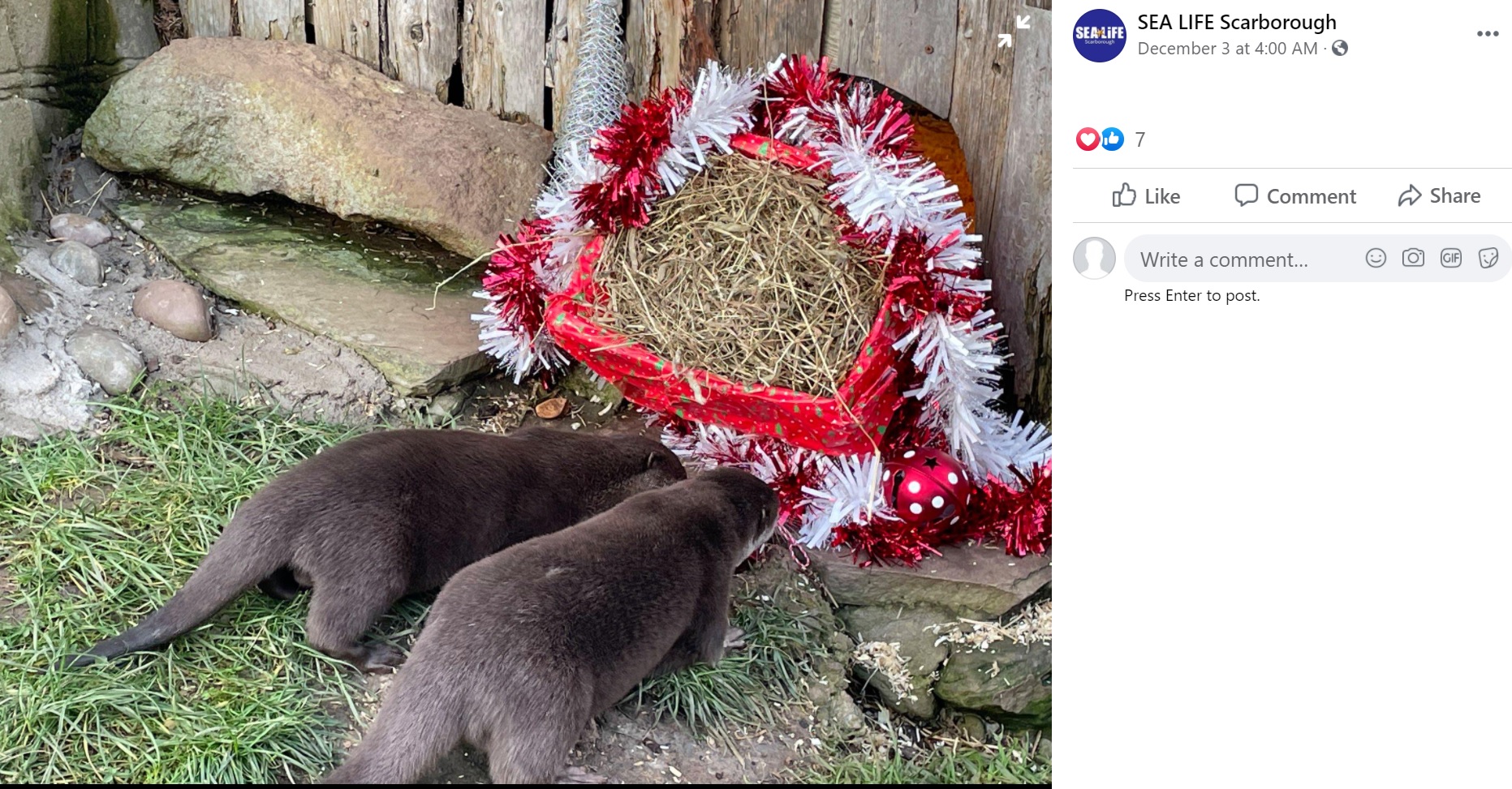 クリスマス前にパートナーを見つけることができた2匹（画像は『SEA LIFE Scarborough　2020年12月3日付Facebook「We have some ‘ottertly’ amazing news」』のスクリーンショット）